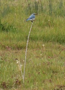 Mountain Bluebird1