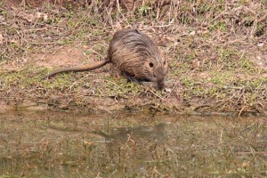 I also saw plenty of nutria. It's definitely mating season for these guys.