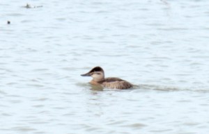 Ruddy Duck