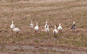 Snow Geese