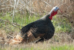 Wild Turkey2