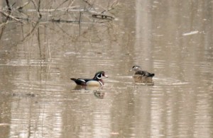 Wood Ducks