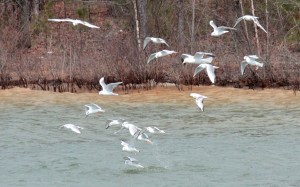 1-Bonaparte's Gulls w:Ring-Billed Gull w:fish
