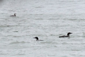 10-Common Loon, pacific loon
