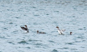 13-Red-breasted Mergansers2