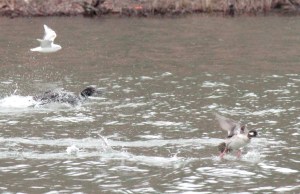 14-Common Loon, Bufflehead