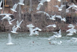 15-Red-breasted Mergansers, gulls-bonaparte's and herring