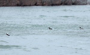 16-Bufflehead Ducks1