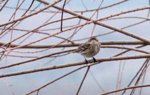18-Yellow-rumped Warbler