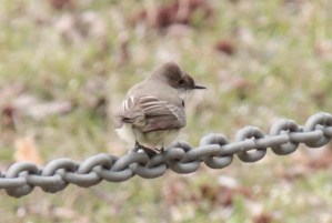 19-Eastern Phoebe