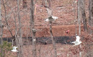 2-Bonaparte's Gull, first winter herring gull, Ring Billed Gull