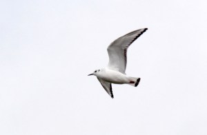 3-Bonaparte's Gull