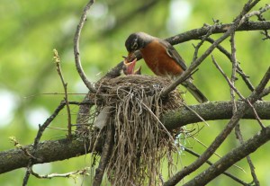 4-18 standalone-baby robin1