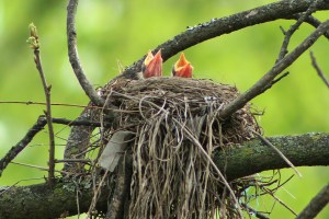 4-18 standalone-baby robin2