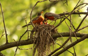 4-18 standalone-baby rogin3