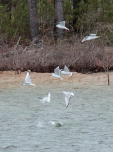 4-Bonaparte's Gulls w:fish
