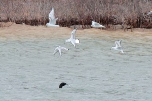 5-Bonaparte's gulls, common loon
