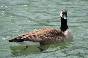 6-Canada Goose3