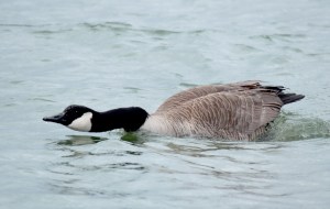 8-Canada Goose4