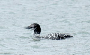 9-Common Loon2
