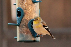 American Goldfinch