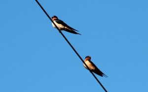 Barn Swallows