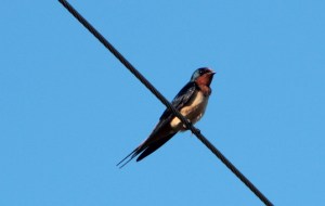 Barn Swallow2