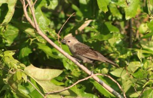 Blue Grosbeak, Female1