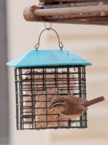 Carolina Wren