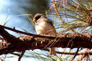 Dark-eyed Junco