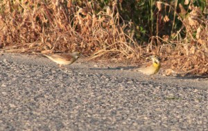 Dickcissel, pair