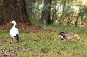 Goose, Snow and Greater White-fronted
