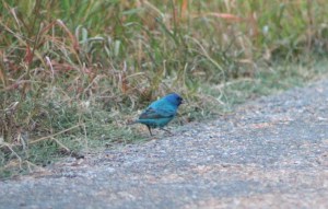 Indigo Bunting
