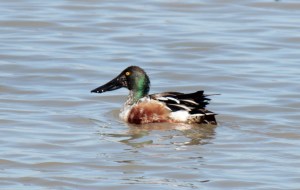 Northern Shoveler