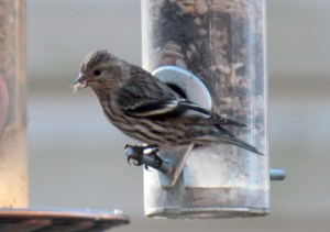Pine Siskin