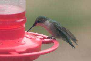 Ruby-throated Hummingbird