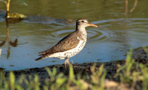 Sandpiper, Spotted1