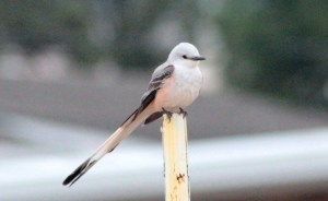 Scissortail Flycatcher1