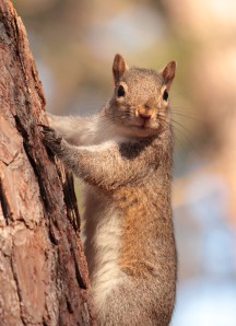 Squirrel1