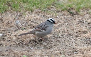 White-crowned Sparrow