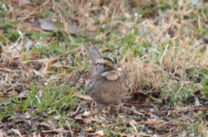 White-Throated Sparrow