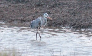 Bald Knob-Great Blue Heron3 4-6