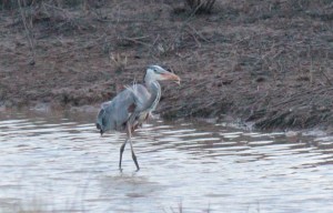 Bald Knob-Great Blue Heron4 4-6