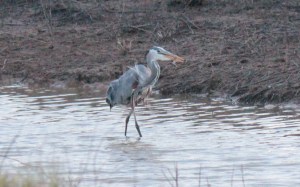 Bald Knob-Great Blue Heron5 4-6