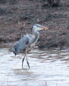 Bald Knob-Great Blue Heron6 4-6