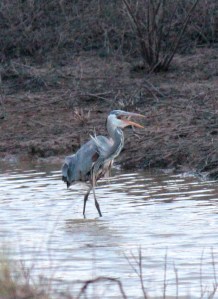 Bald Knob-Great Blue Heron7 4-6