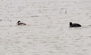 Ruddy Duck, American Coot