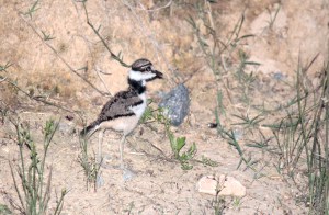 Stuttgart-Baby Killdeer 6:23