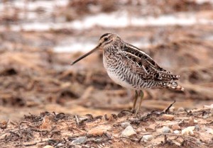 Wilson's Snipe1