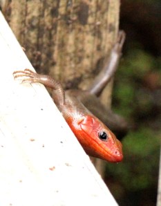 This Broad-headed Skink (lizard) and ...